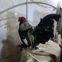 طبیعی|حیوانات مزرعه|اردبیل, |دیوار