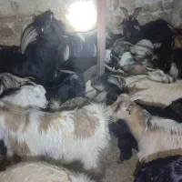 فروش چپش نر|حیوانات مزرعه|اندیمشک, |دیوار