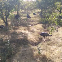 بوقلمون محلی|حیوانات مزرعه|همدان, |دیوار