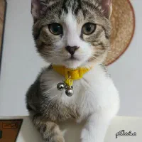 گربه عقیم شده ی خانگی بانمک