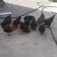 مرغ و خروس محلی