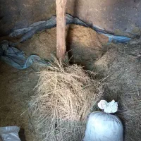 علوفه فله ای. ودوباردان کاه