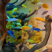 سیچلاید .دیماسونی.گرین تیلور ۱۸۰ تا