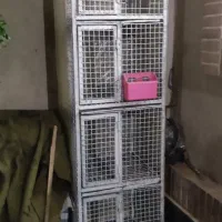 جفتگاه کبوتر 4تایی