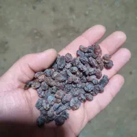 کشمش مخصوص ابگیری|خوردنی و آشامیدنی|لاهیجان, قیام|دیوار