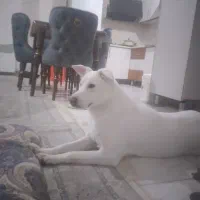 سگ میکس شرمن هاسکی ماده|سگ|کرج, کوی امامیه|دیوار