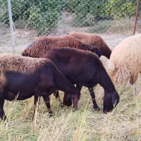 گوسفند آبستن افشاری|حیوانات مزرعه|طبقده, |دیوار