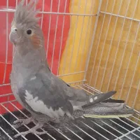 عروس هلندی|پرنده|تربتحیدریه, سیلوی گندم|دیوار