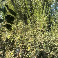 باغچه‌ی زیبا درختان بزرگ و خوش بار با حق آب|فروش زمین و ملک کلنگی|هشتگرد, هشتگرد قدیم|دیوار