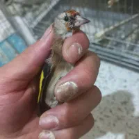 سهره جوجه هایی نیم گل دونه ۳۵۰۰