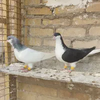 جفت شیرازی و جفت کوهی دورگ