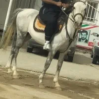 اسب|اسب و تجهیزات اسبسواری|الیگودرز, |دیوار