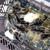 جوجه بوقلمون برنز