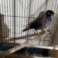 مرغ مینا سخنگو|پرنده|کرج, حصارک پایین|دیوار