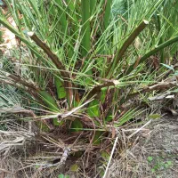 درخت و نشاء نخل پالم