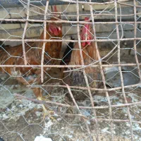 خروس|حیوانات مزرعه|اهواز, گیت بوستان|دیوار