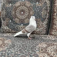 کبوتر دوکت سرور|پرنده|قم, شهرک فاطمیه|دیوار