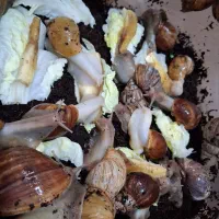 خرید وفروش حلزون|خزنده|تهران, فردوسی|دیوار