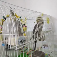 عروس هلندی طاق