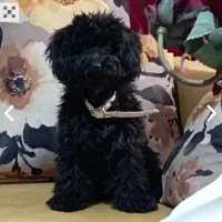 پودل بلک وارداتی