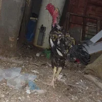 جوجه و خروس لاری