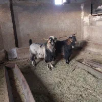 قوچ افشار  و نر بز