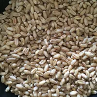 گندم رقم تکتاز درجه ۱