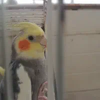 عروس هلندی|پرنده|گرگان, |دیوار