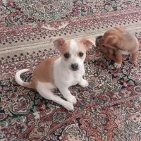 واگذاری توله شیواوا دوماهه