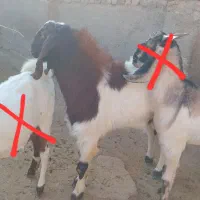 بز نز|حیوانات مزرعه|بجنورد, |دیوار