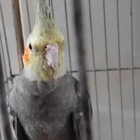 عروس هلندی  نر