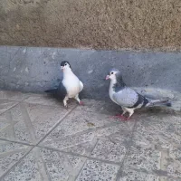 چپ‌دمب‌.خوشرنگ