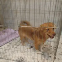 سگ اشپیترز تریر تربیت شده|سگ|خرمشهر, |دیوار