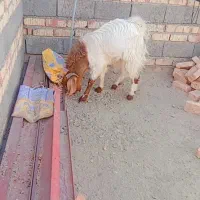 پاچن دورگه پاکستانی