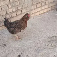 ۱۰۰۰۰|پرنده|شوشتر, |دیوار