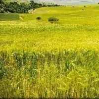 فروش یک هکتار نیم