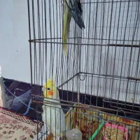 عروس پاریس|پرنده|شادگان, |دیوار