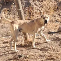 واگذاری سگ سرابی ۲۰ ماهه قد ۸۰|سگ|اردبیل, |دیوار