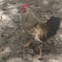 فروش خروس با جوجه هم معاوضه میکنم