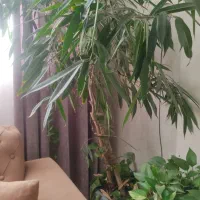 درخت امستل بنجامین ۱۰ساله طول دومتر