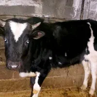 فروش یک راس گاو نر یکساله