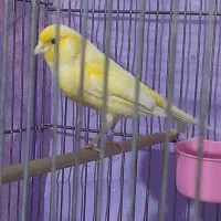 قناری|پرنده|اصفهان, الهیه|دیوار