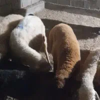 گوسفند|حیوانات مزرعه|گمیشان, |دیوار