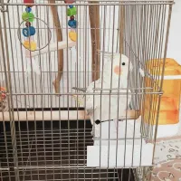 عروس هلندی ماده|پرنده|تهران, مشیریه|دیوار