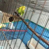 مرغ عشق مولد|پرنده|رشت, باهنر|دیوار