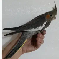 عروس هلندی گم شده