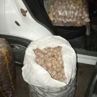 گردو تویسرکان پوست کاغذی|خوردنی و آشامیدنی|شراء, |دیوار