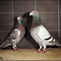 کفتر|پرنده|مهر, |دیوار