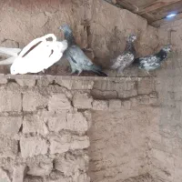 ۲عدد نر'۱ عدد ماده|پرنده|قم, چهل درخت‎|دیوار