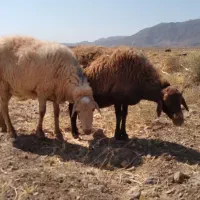 بره نر چاق چاق
